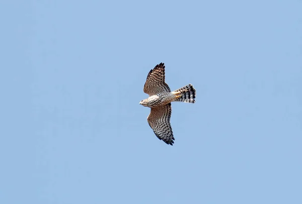 Levante Sparrowhawk Voando Céu — Fotografia de Stock