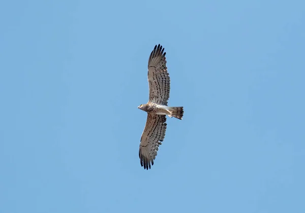 Short-toed Snake Eagle flying in the sky