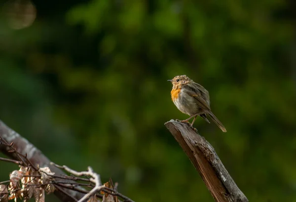 Молодая Птица Робин Сидит Ветке — стоковое фото