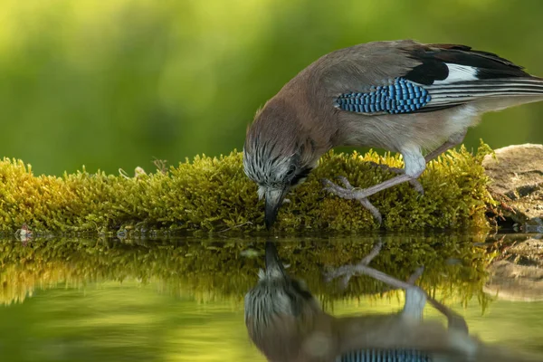 Джей Garrulus Glandarius Лесу — стоковое фото