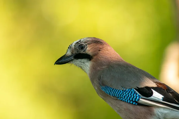 Jay Garrulus Glandarius Lesa — Stock fotografie