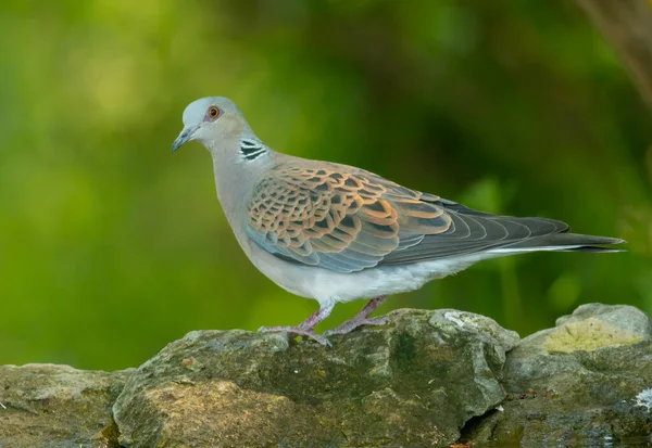 Turtle Dove Forest — Stock Photo, Image