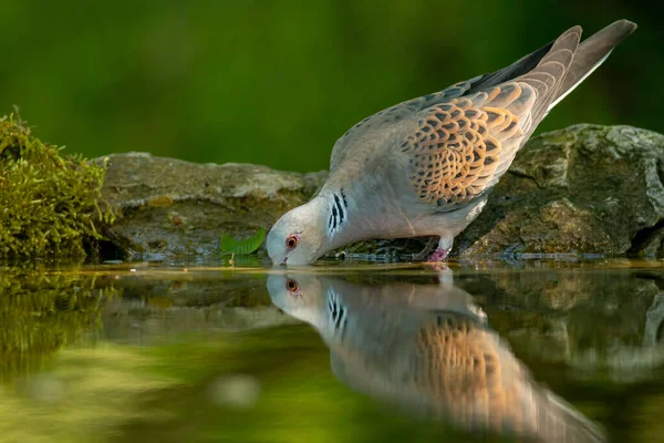 Turtle Dove Forest — Stock Photo, Image