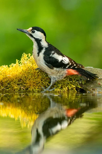 Сирійський Дятел Dendrocopos Syriacus Лісі — стокове фото