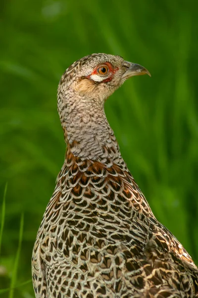 Ritratto Uccello Fagiano Femmina — Foto Stock