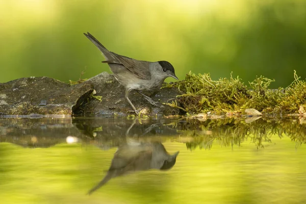Чоловік Блеккап Птах Воду Приймає Ванну Лісі — стокове фото