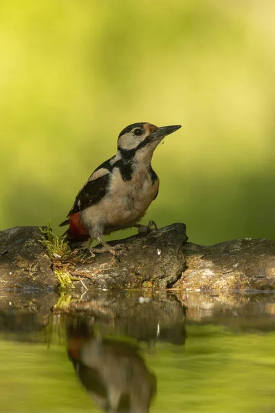 Nagy Foltos Harkály Dendrocopos Major Erdőben — Stock Fotó