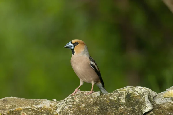 Adult Hawfinch Sitting Edge Water — Stock Photo, Image