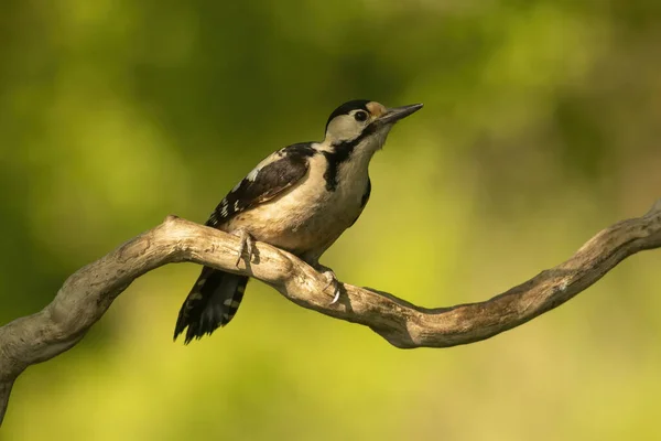 Великий Плямистий Дятел Dendrocopos Major Лісі — стокове фото