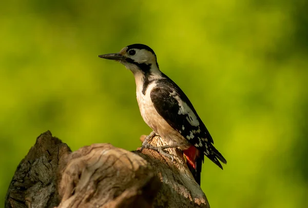 Сирійський Дятел Dendrocopos Syriacus Лісі — стокове фото