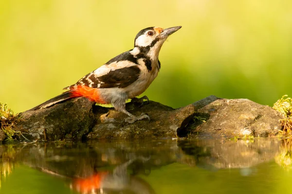 Great Spotted Woodpecker Jurusan Dendrocopos Hutan — Stok Foto