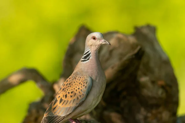 Turtle Dove Forest — Stock Photo, Image