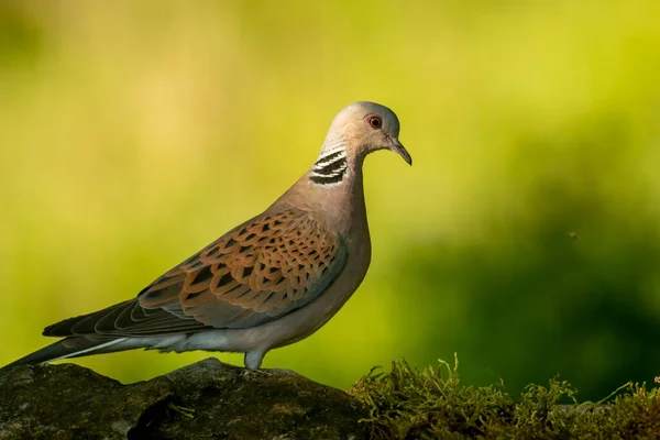 Turtle Dove Forest — Stock Photo, Image