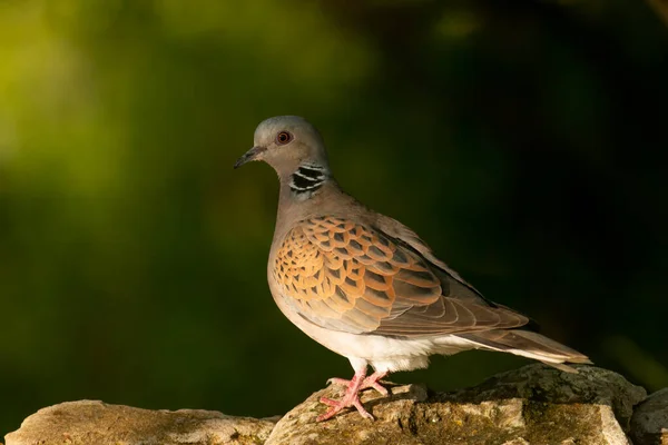 Turtle Dove Forest — Stock Photo, Image