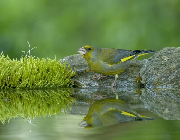 森林中常见的绿雀 — 图库照片