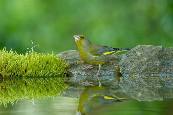 森林中常见的绿雀 — 图库照片