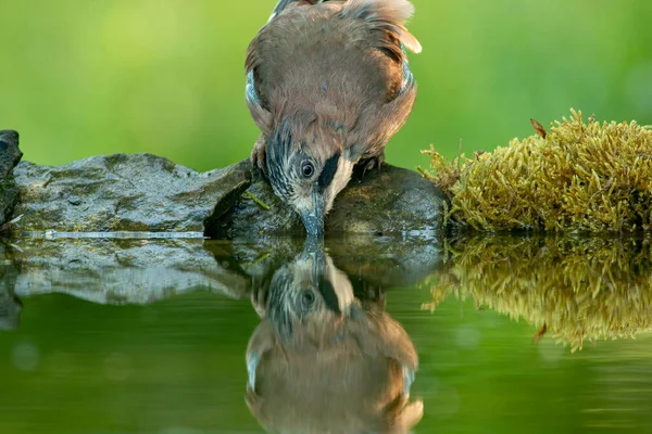 Jay Garrulus Glandarius Floresta — Fotografia de Stock