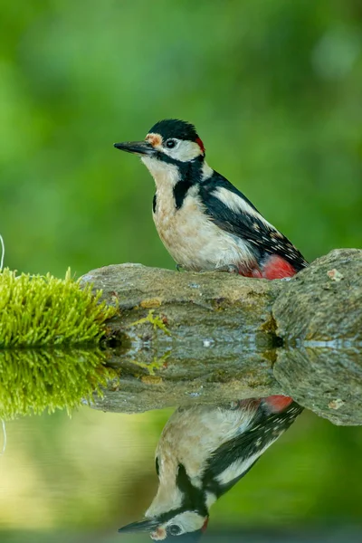 Nagy Foltos Harkály Dendrocopos Major Erdőben — Stock Fotó