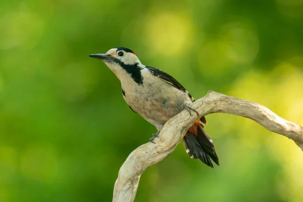 森林中的叙利亚啄木鸟 Dendrocopos Syriacus — 图库照片