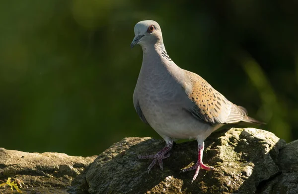 Turtle Dove Forest — Stock Photo, Image