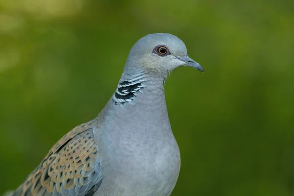 stock image Turtle Dove in to the forest