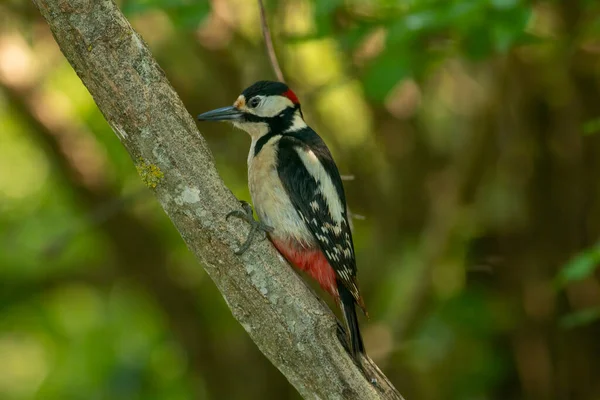 森林中的大斑点啄木鸟 Dendrocopos Major — 图库照片