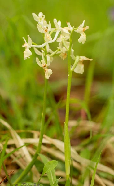 Green Veined Orchid Orchis Morio — Stock Photo, Image
