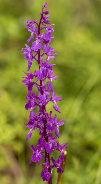 天然栖息地中的早紫色兰花 Orchis Ovalis — 图库照片