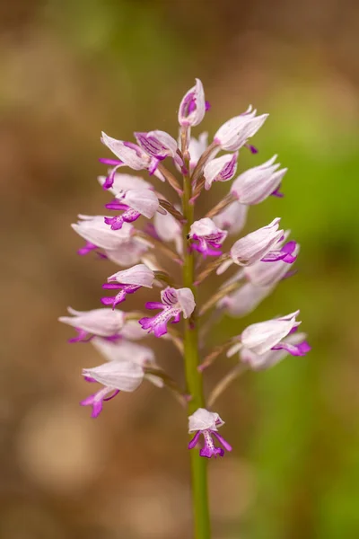Military Orchid Orchis Militaris Natural Habitat — Stock Photo, Image