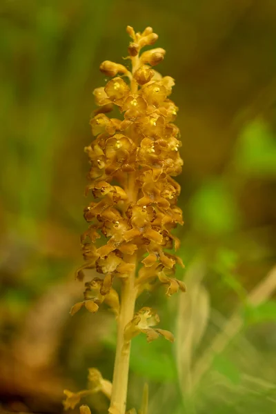 Bird Nest Orchid Neottia Nidus Avis Natural Habitat — Stock Photo, Image