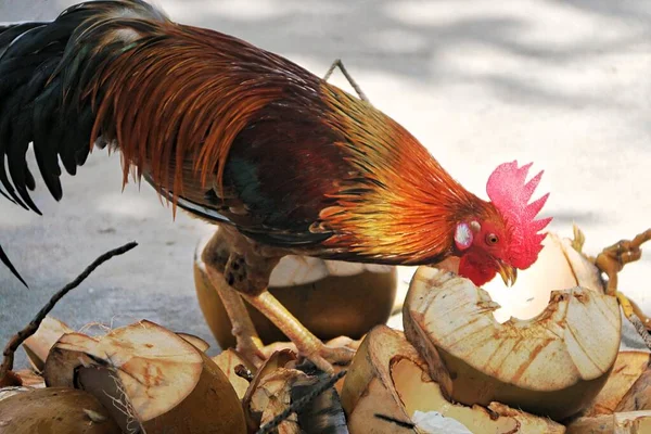 Maluku, Endonezya 'da bir adada bir horoz hindistan cevizi kabuğu yiyor.