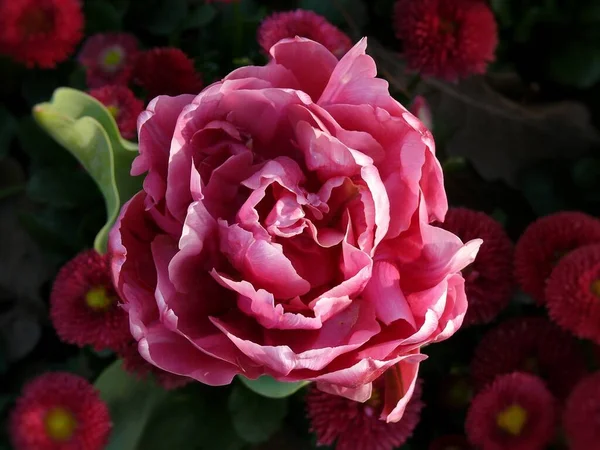 Pembe gül 90 derecelik açıyla çiçek açıyor.