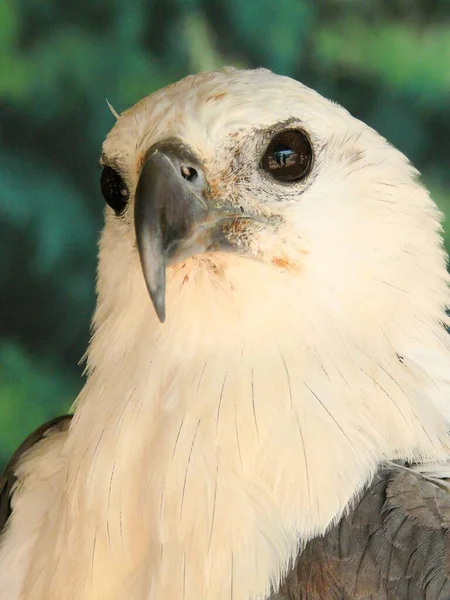 close up photo of a white-bellied sea eagle. a bird of prey. the species is largely found in southern asia, southeast asia and australia coasts.