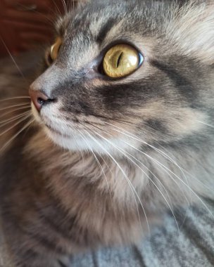 Beyaz gözlü güzel bir kedi.