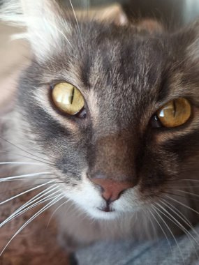 Masadaki kedi. yakın plan