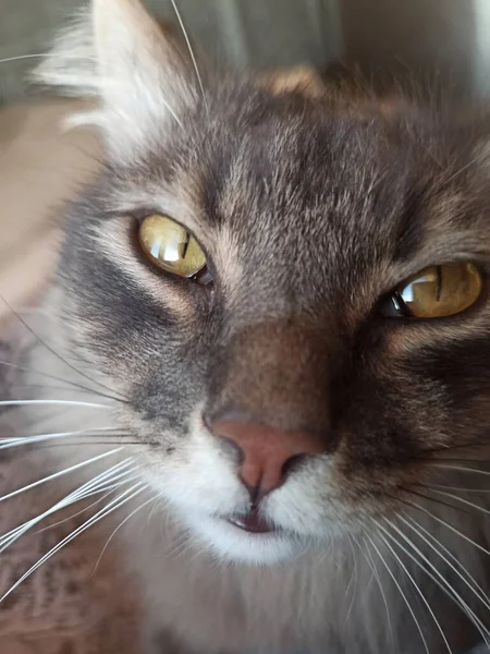 Sokaktaki güzel kedi. Pencerenin görünümü.