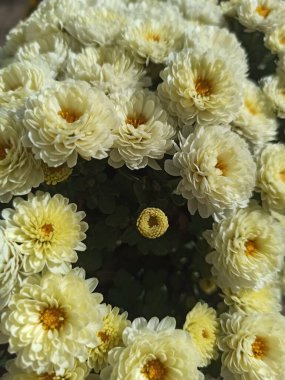 Bahçedeki güzel çiçekler