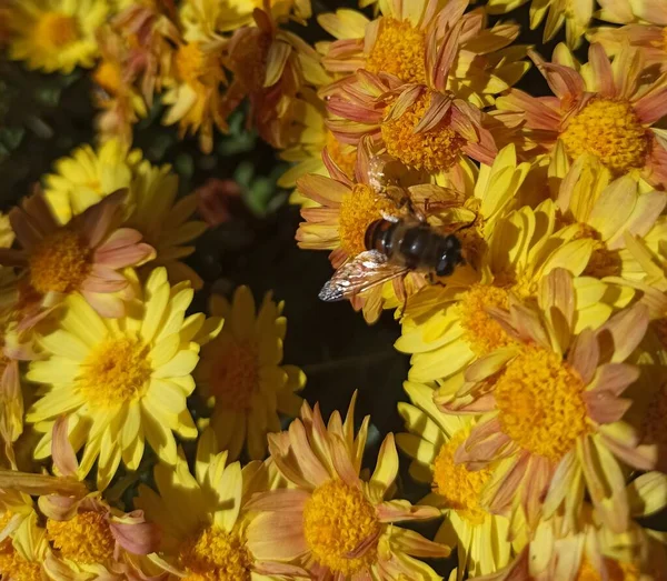 Schöne Blumen Blumiges Konzept Hintergrund — Stockfoto