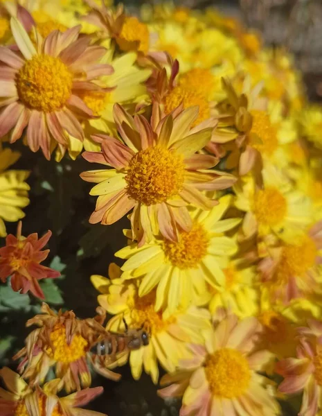 Schöne Blumen Garten — Stockfoto