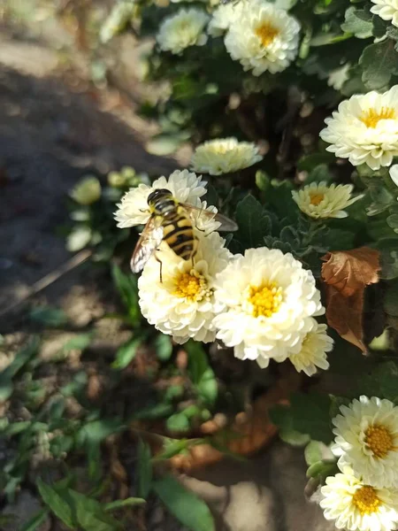 Bahçedeki güzel çiçekler