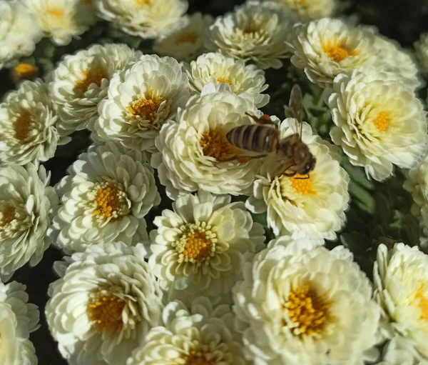 Bunten Hintergrund Der Schönen Blumen — Stockfoto