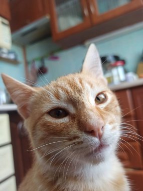 Kırmızı gözlü şirin bir kedi.