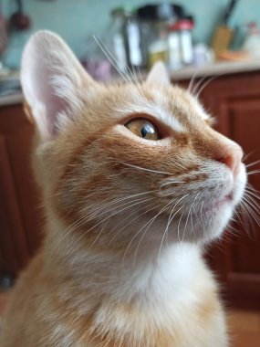 Güzel kızıl saçlı kedinin portresi, yakın plan.