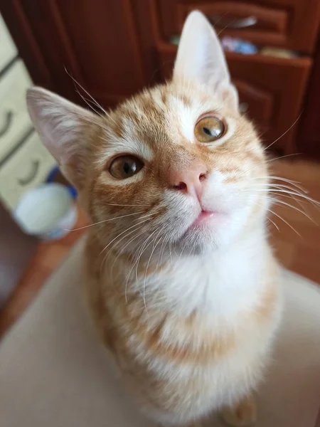 Retrato Gatinho Doméstico Branco — Fotografia de Stock