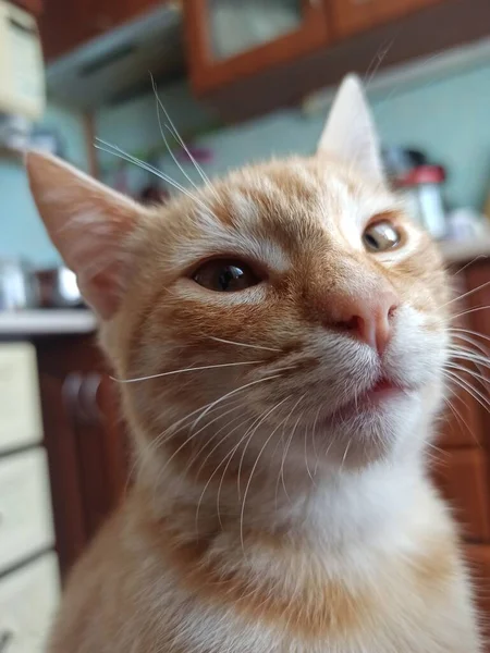 Sarı gözlü şirin bir kedi. Kapat.