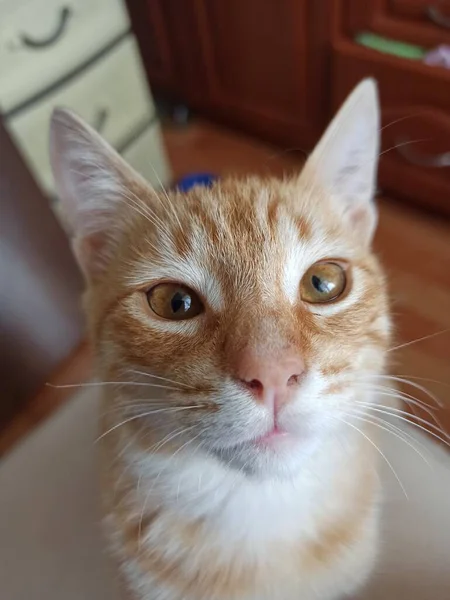 Kırmızı gözlü şirin bir kedi.