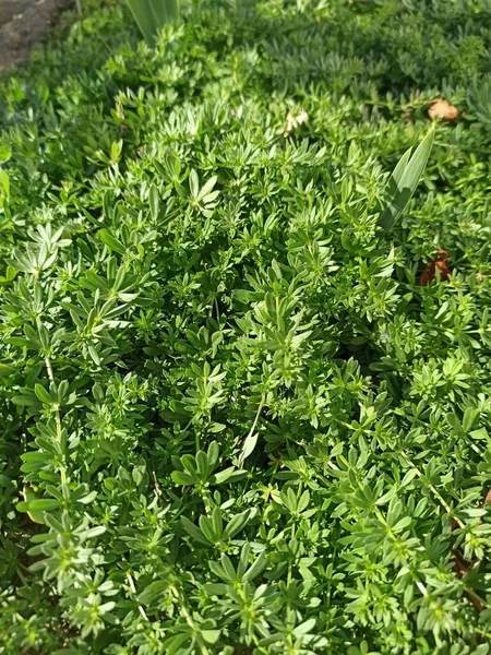 Bahçedeki bir bitkinin yeşil yaprakları