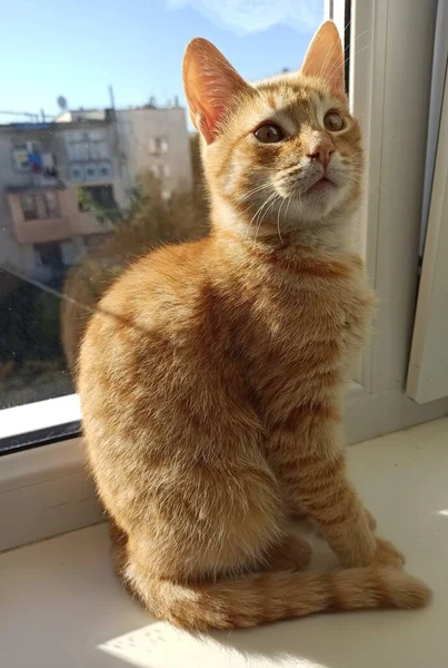 Kırmızı kedi oturur ve güneşin tadını çıkarır.