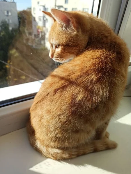 Gato Vermelho Senta Banha Sol — Fotografia de Stock