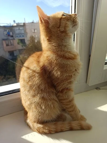 Kırmızı Kedi Oturur Güneşin Tadını Çıkarır — Stok fotoğraf